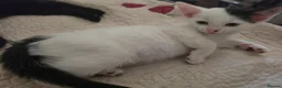 Mixed Breed cats for sale: 3 Brothers Looking For Homes - Advert 3