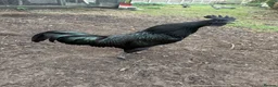 Chickens poultry for sale: Completely black Ayam Cemani cockerel - Advert 2