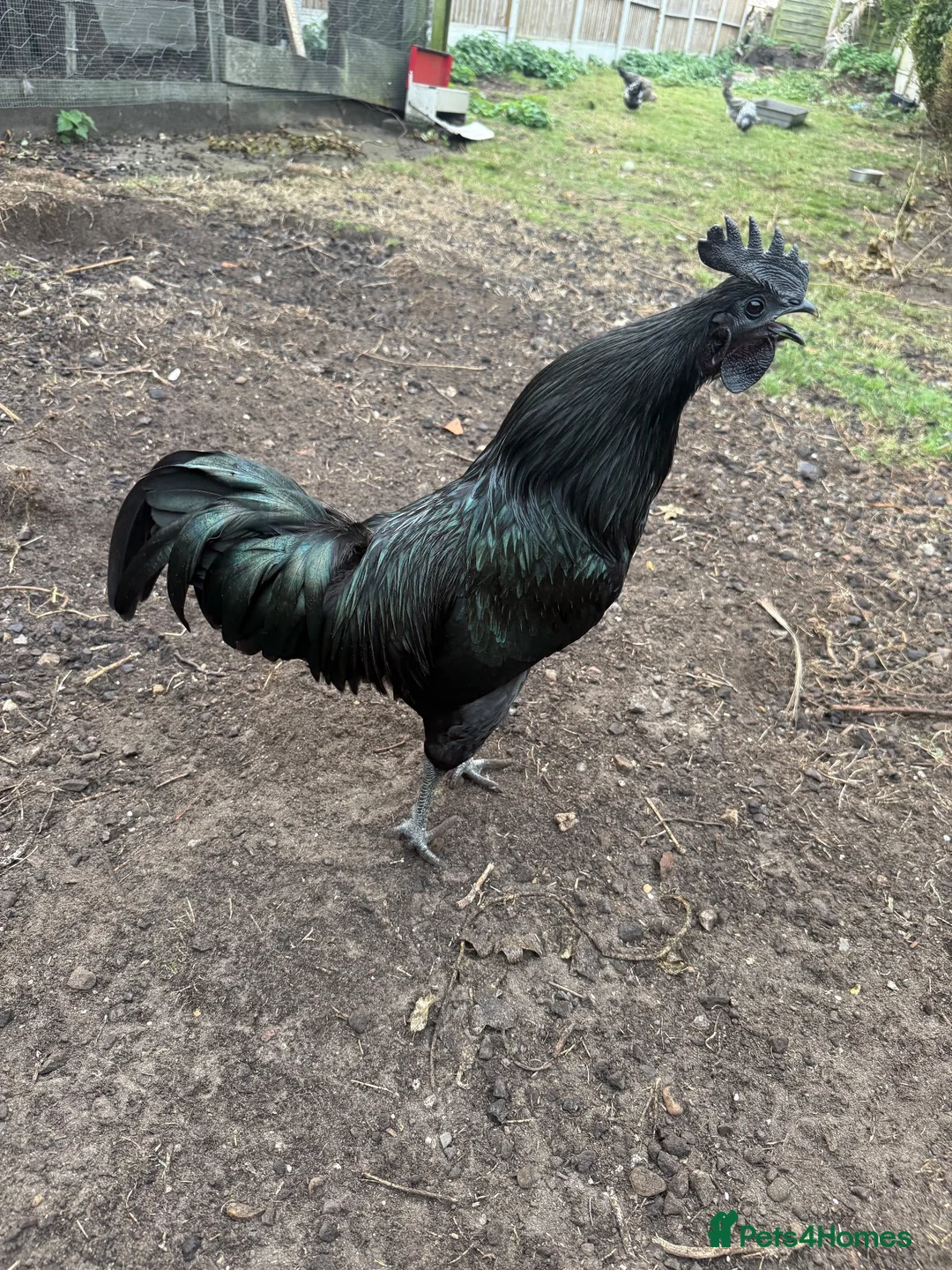 Chickens poultry for sale: Completely black Ayam Cemani cockerel - Advert 2