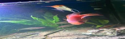 Angelfish fish for sale: Tropical fish  in Grays - Advert 6