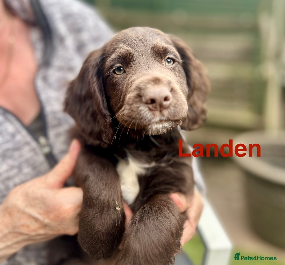 Cocker Spaniel dogs for stud: Proven Working Cocker for Stud - Image 6