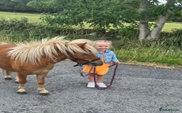 Shetland pony horses for sale: Beautiful 7h Mini shetland Gelding  - Image 16