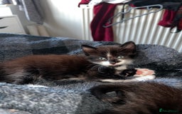 Mixed Breed cats for sale: 4 Russian Blue X Norwegian Forest mix kittens - Image 3