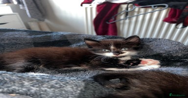 Mixed Breed cats - Advert 9