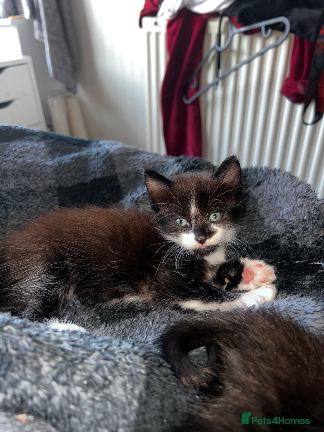 Mixed Breed cats for sale: 4 Russian Blue X Norwegian Forest mix kittens - Image 3