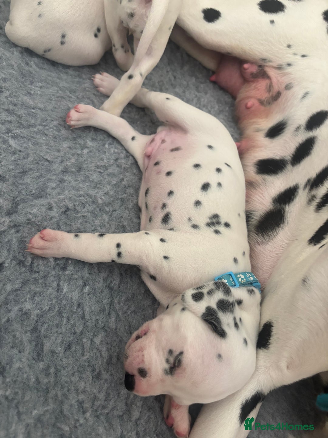 Dalmatian dogs for sale: 6 Beautiful Chunky Dalmatians born 27/5/25 in Stafford - Image 26