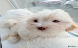 Maltese dogs for sale: Maltese puppy’s  - Image 1