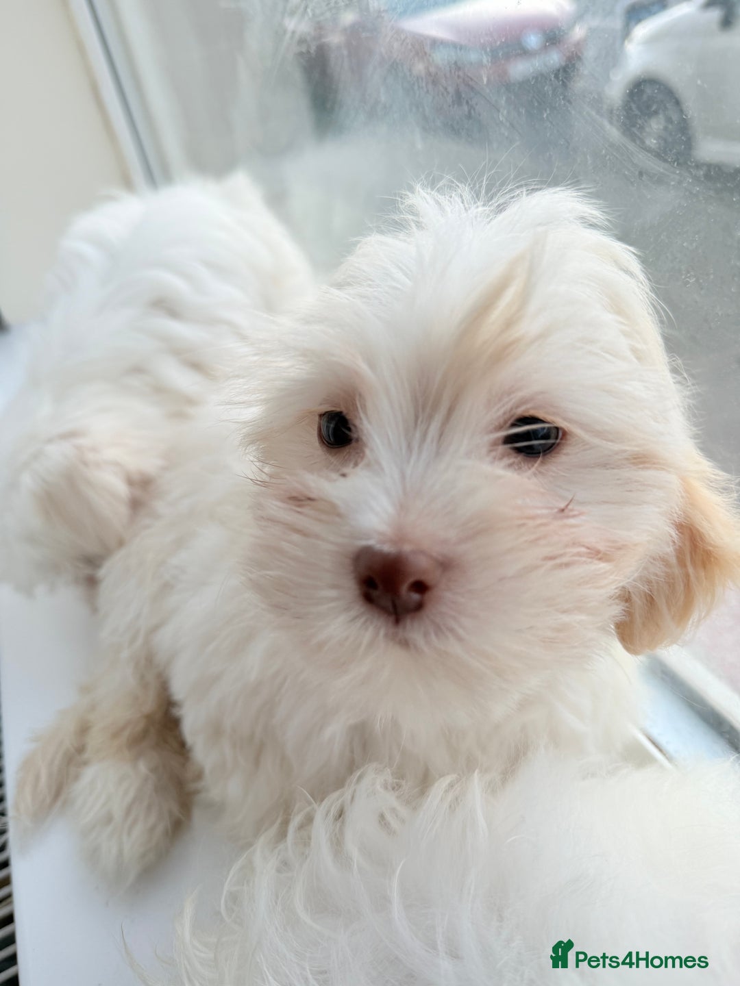 Maltese dogs for sale: Maltese puppy’s  - Image 1
