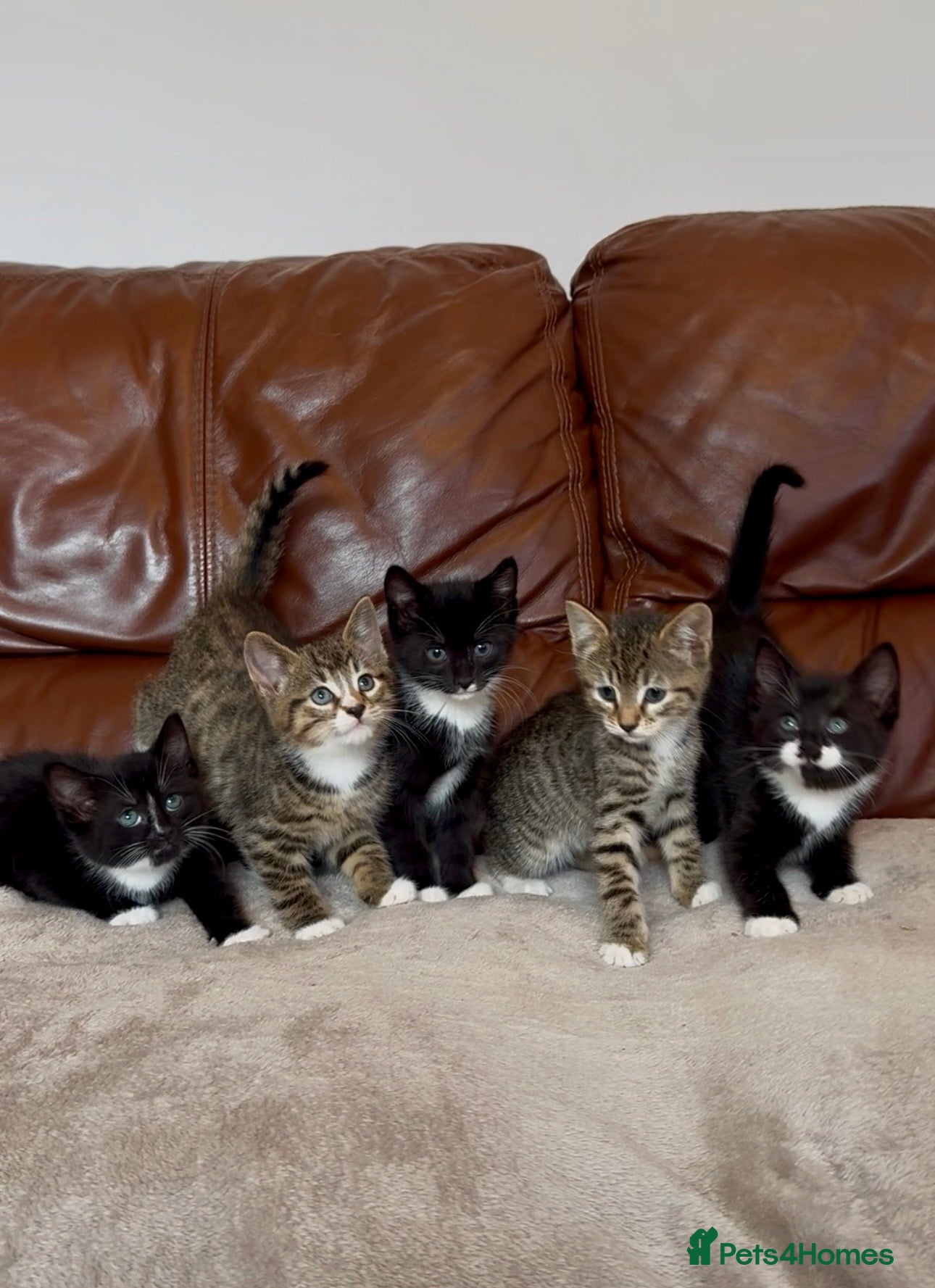 Mixed Breed cats Beautiful kittens  - Advert 1