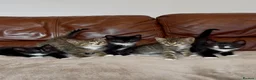 Mixed Breed cats for sale: Beautiful kittens  - Advert 1