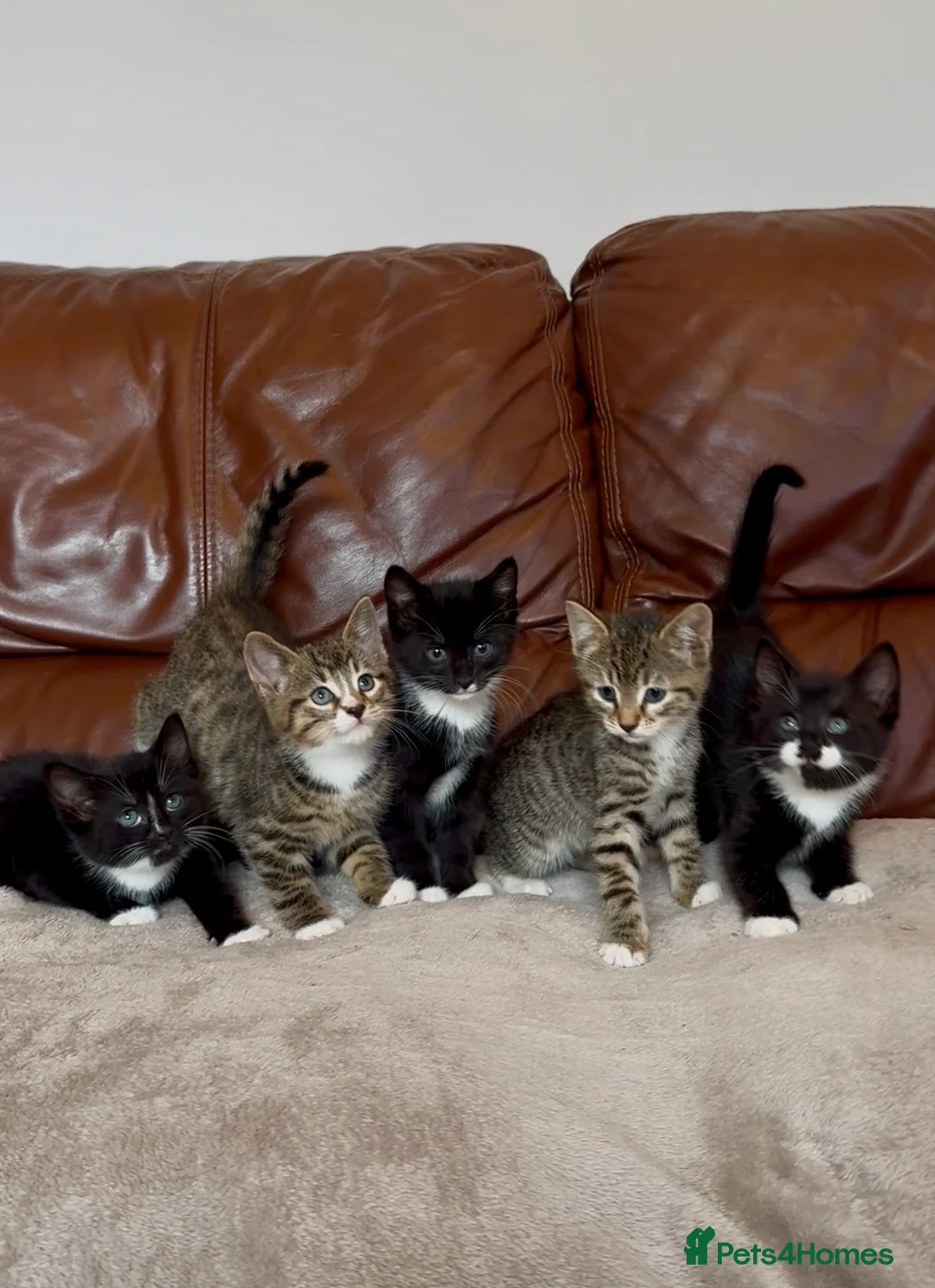Mixed Breed cats for sale: Beautiful kittens  - Advert 1