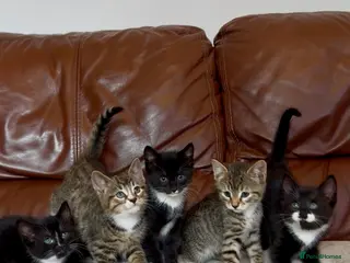 Mixed Breed cats for sale: Beautiful kittens - Advert 1