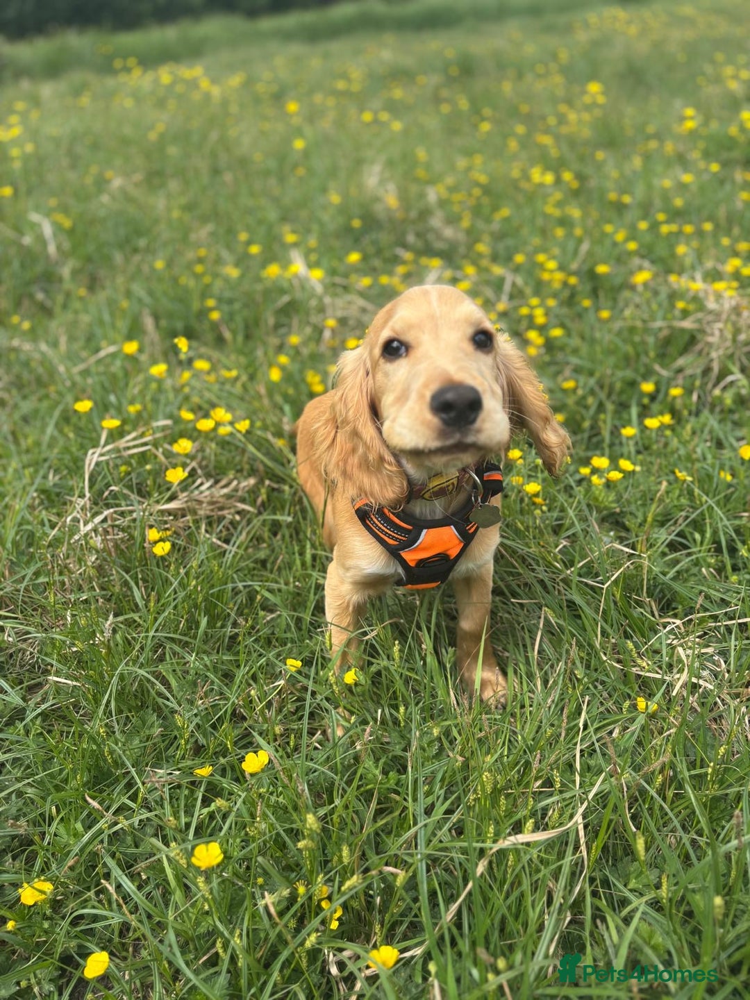 Cocker Spaniel dogs for sale: Cocker spaniel - Image 4