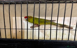 Parakeets birds for sale: Kakarikis  - Image 5