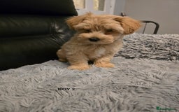 Maltipoo dogs for sale: MALTIPOO PUPPIES FOR SALE - Image 10
