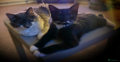 Mixed Breed cats - Advert 5