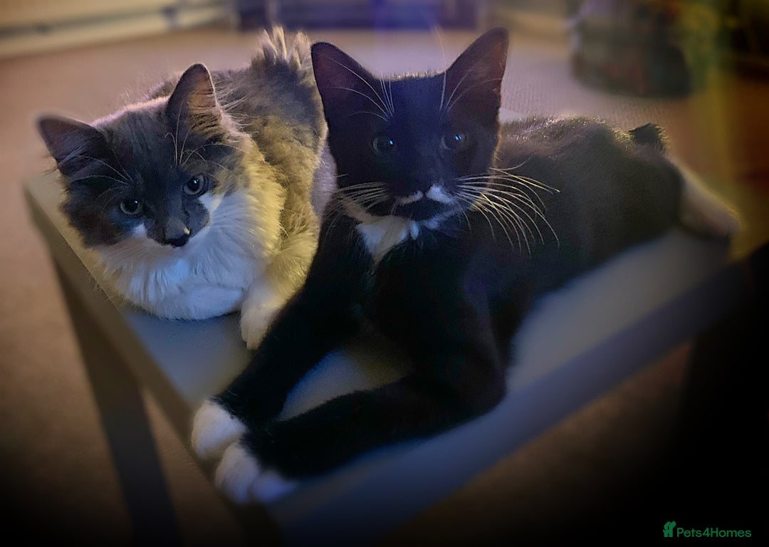 Mixed Breed cats for sale: Flimflam & Bojo - Image 3