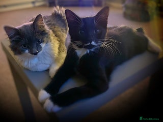 Mixed Breed cats Flimflam & Bojo - Advert 15