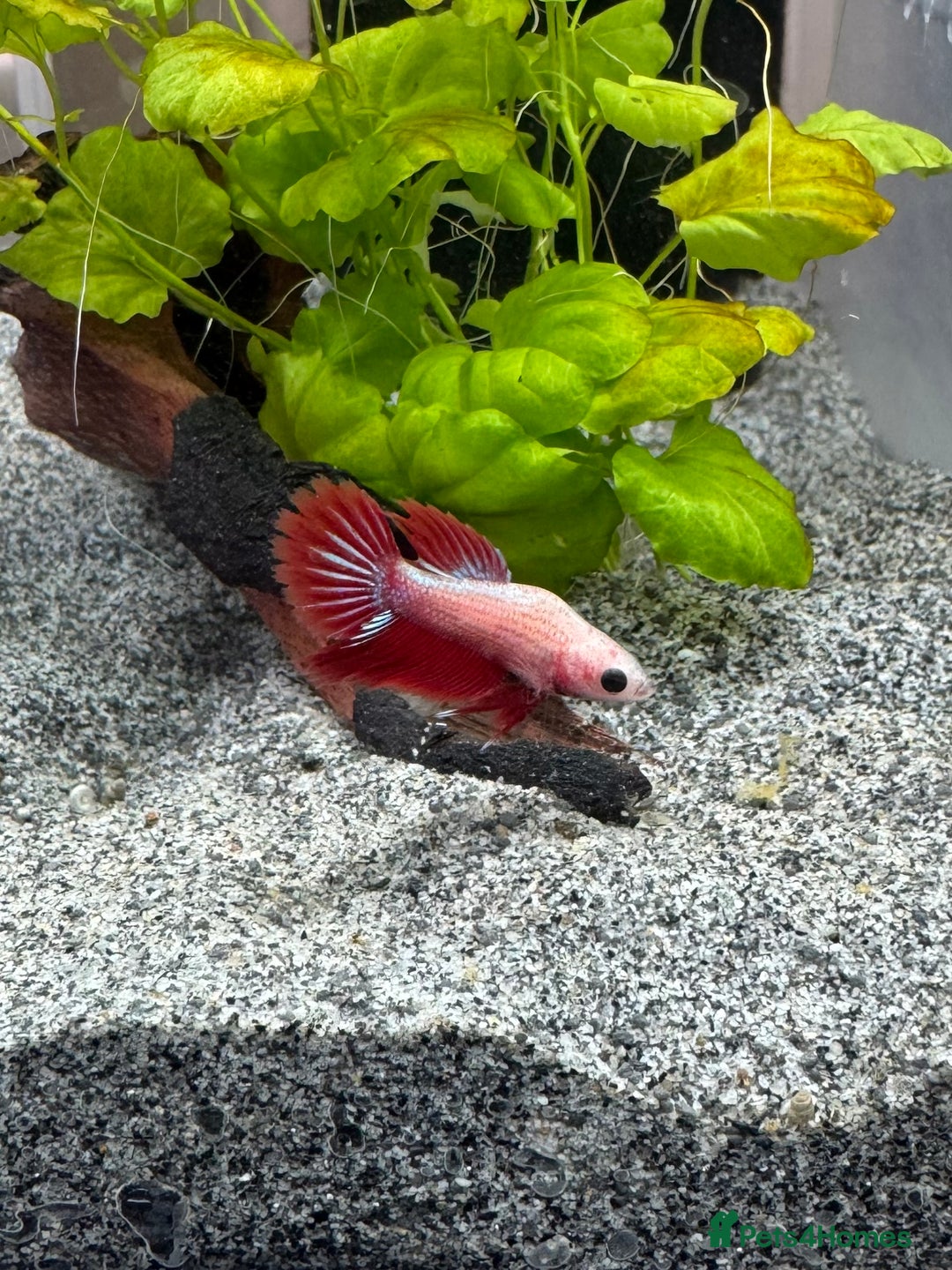 Bettas fish for sale: Male and female bettas for sale - Advert 8