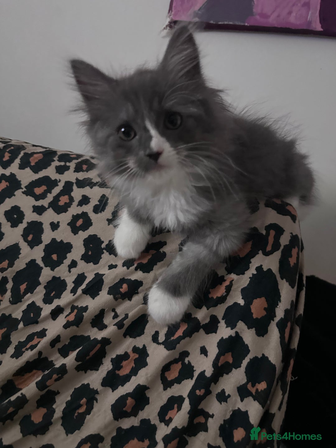 Ragdoll cats for sale: Beautiful Persia dolls  - Image 7