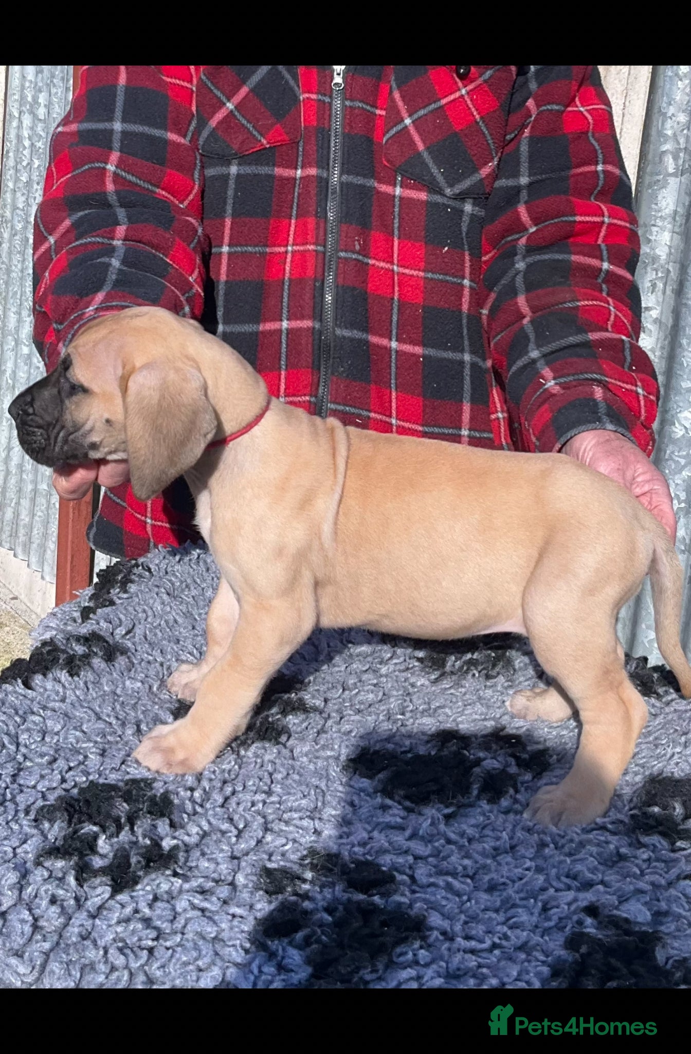 Great Dane dogs Primus Great Danes - Advert 1