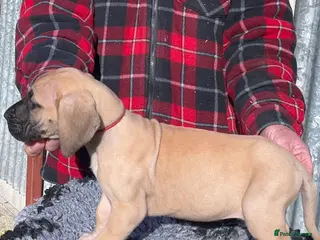 Great Dane dogs Primus Great Danes - Advert 1