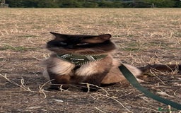 Ragdoll cats for sale: Pure Ragdoll Kittens – 8 Weeks Old–Ready in 2 Days - Advert 15