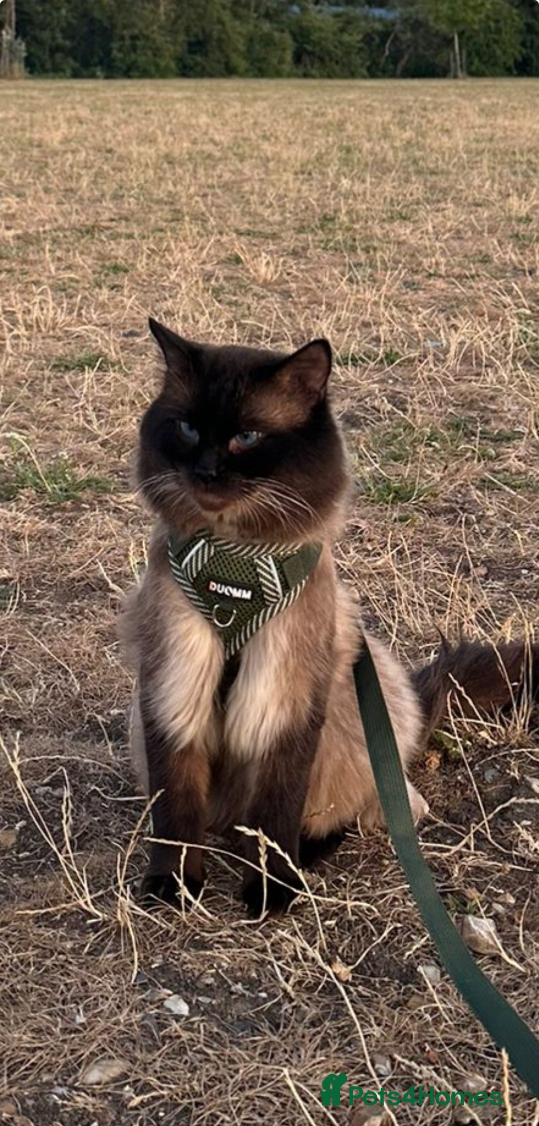 Ragdoll cats for sale: Pure Ragdoll Kittens – 8 Weeks Old–Ready in 2 Days - Advert 15