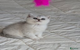 British Shorthair cats for sale: British shothair sinshil kittens  - Image 18