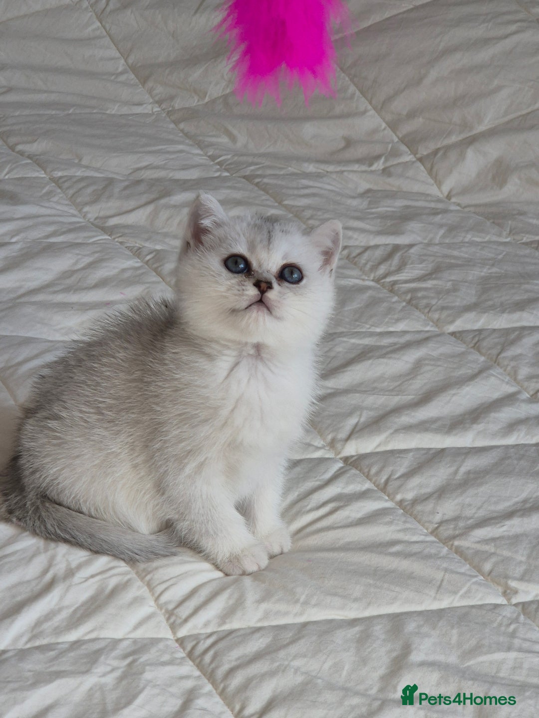 British Shorthair cats for sale: British shothair sinshil kittens  - Image 18