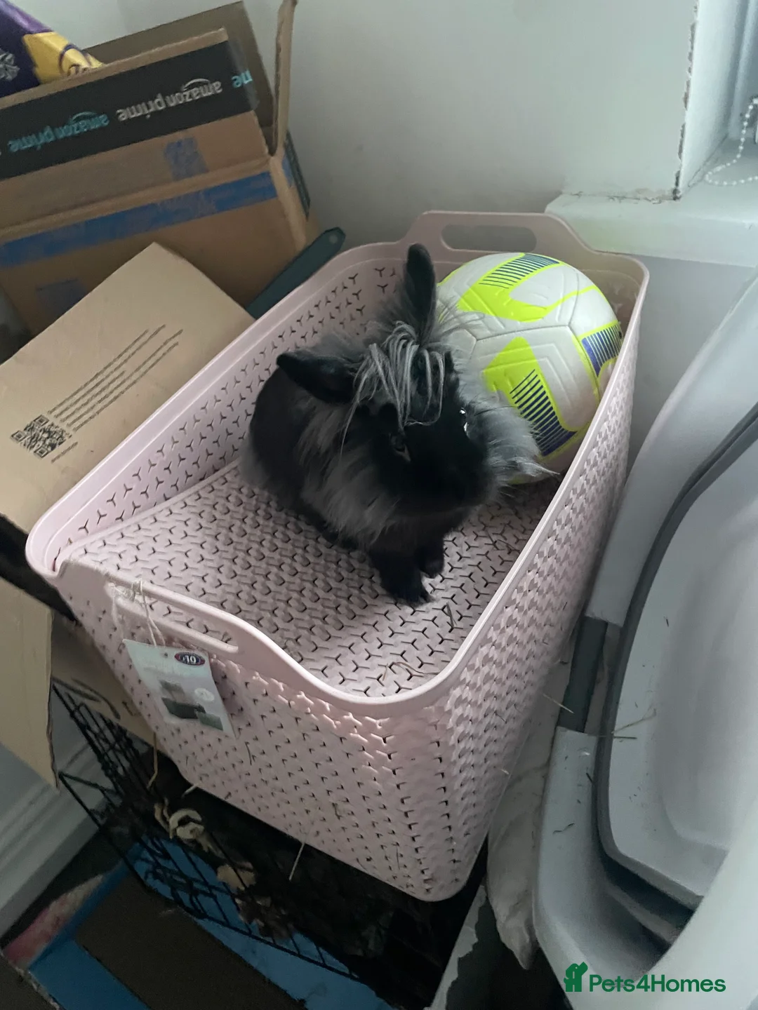 Lionhead rabbits for sale: teddy  - Advert 4