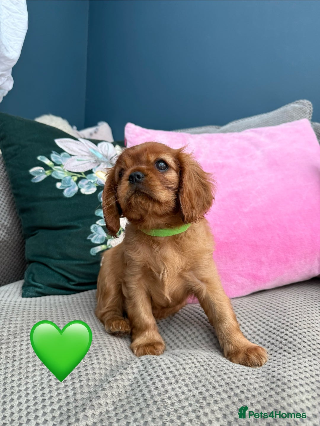 Cavalier King Charles Spaniel dogs for sale: Beautiful Ruby boys - Image 10