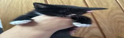 British Longhair cats for sale: British longhair  in Bristol - Advert 8