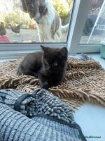 British Shorthair cats British shorthair chocolate brown mocha kitten - Advert 3