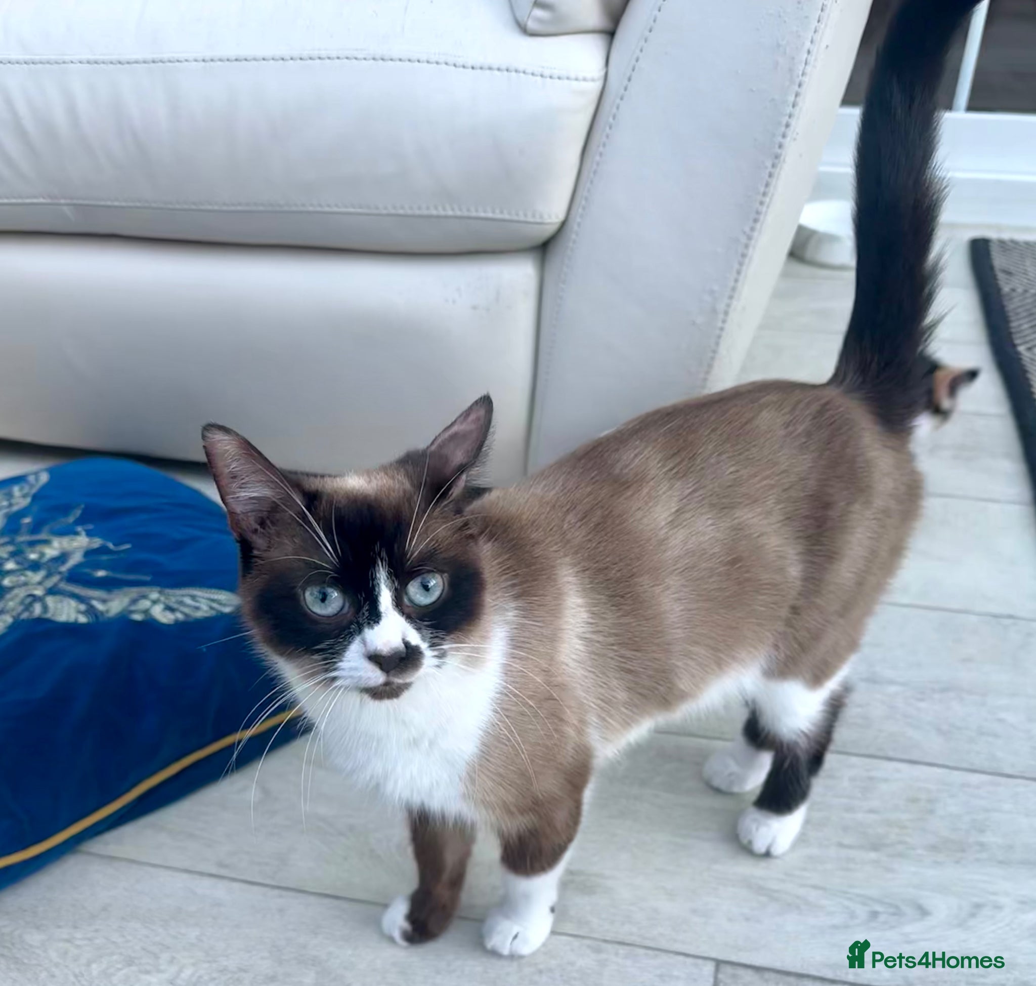 Mixed Breed cats for sale: 🐾 FemaleCalicoKittenLookingForHerForeverHome 🐾 in Bristol - Advert 2