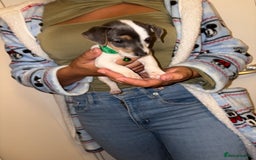 Jack Russell dogs for sale: Jack Russell Pure Breed Puppy’s  - Image 14