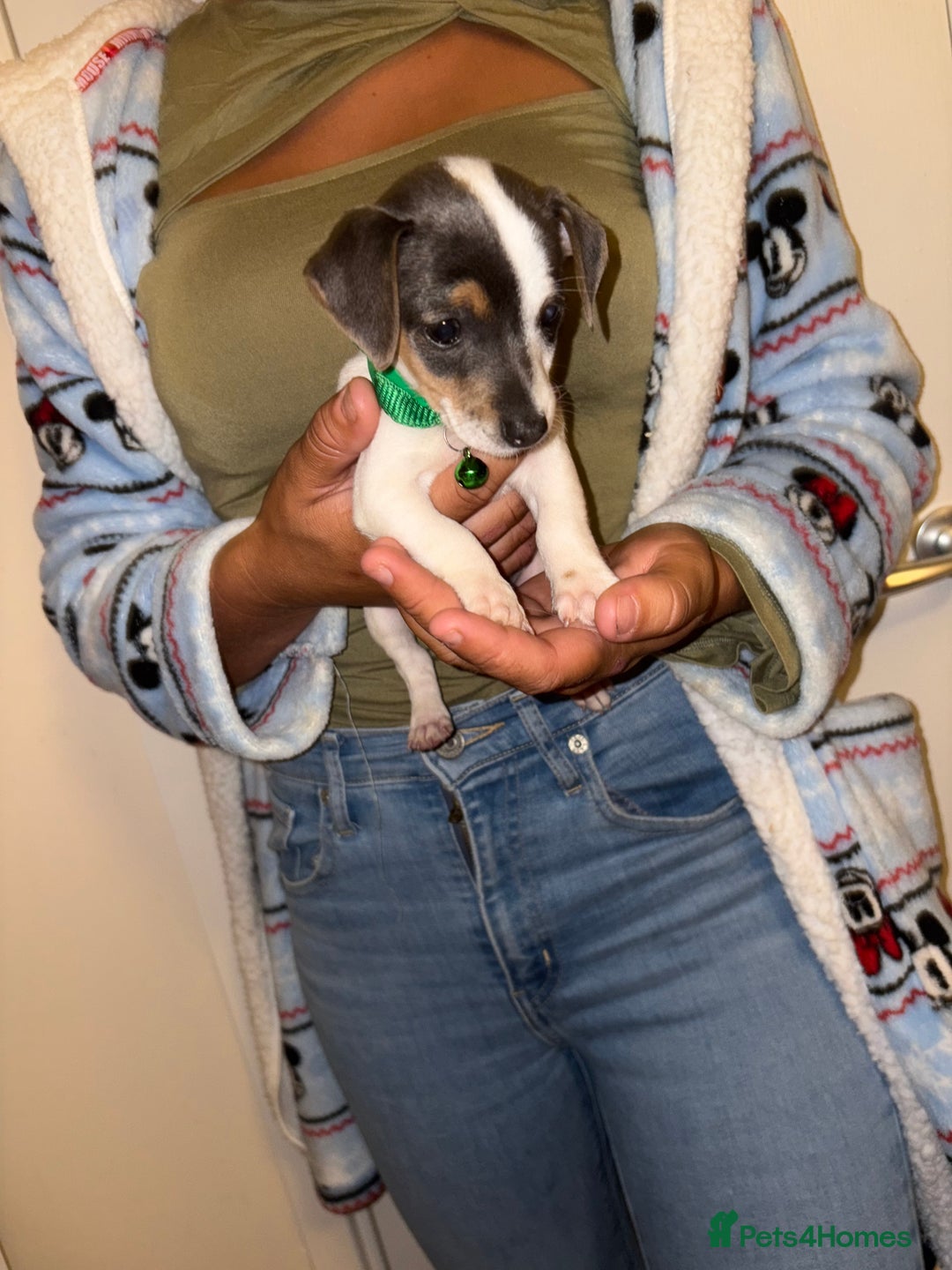 Jack Russell dogs for sale: Jack Russell Pure Breed Puppy’s  - Image 14