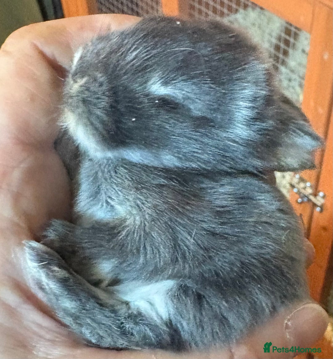 Rex rabbits for sale: Two beautiful rabbit litters - Image 35