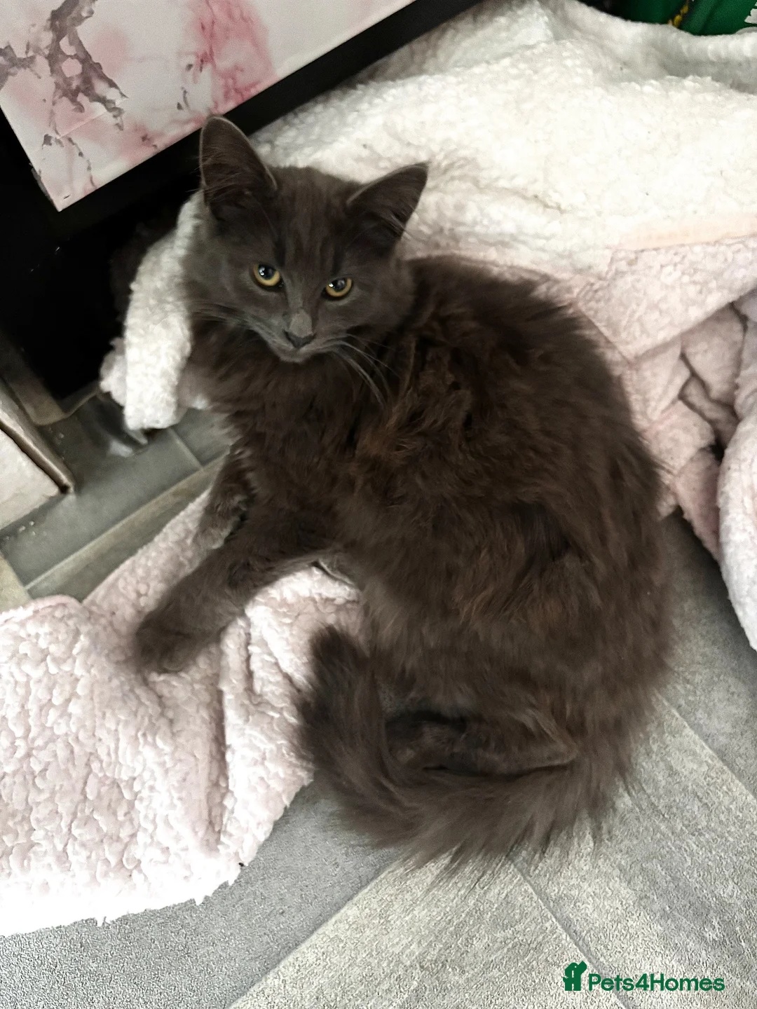 Mixed Breed cats for sale: Nebelung kitten for sale  - Advert 2