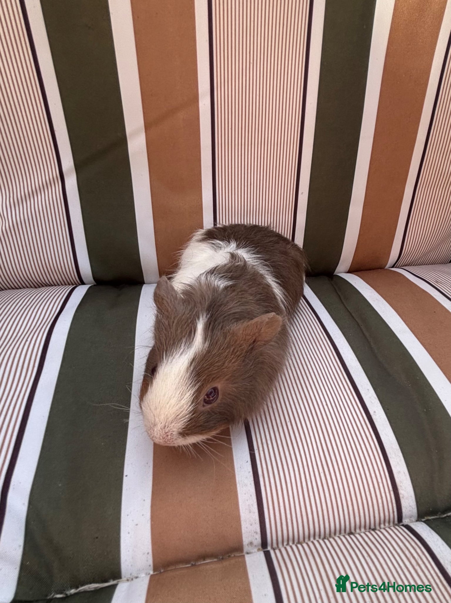 Guinea Pig rodents Male guinea pigs - Advert 2
