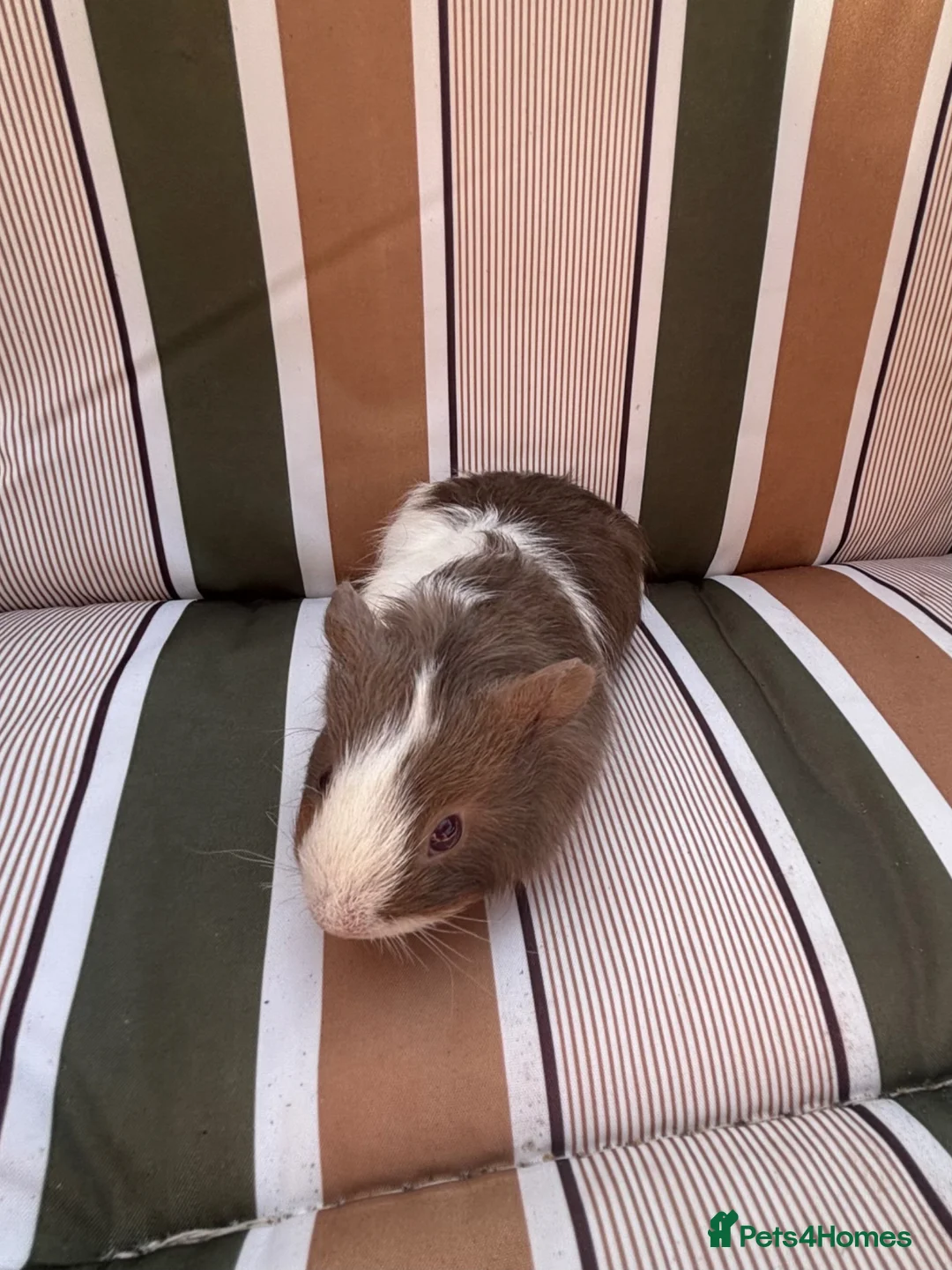 Guinea Pig rodents for sale: Male guinea pigs - Advert 1