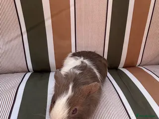 Guinea Pig rodents Male guinea pigs - Advert 17
