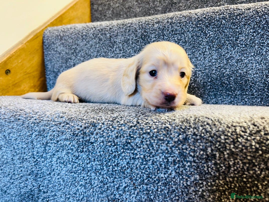 Miniature Dachshund dogs for sale: Cream Long Hair Dachshund - Advert 2