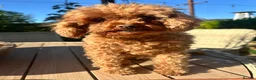 Toy Poodle dogs for sale: PERFECT LITTLE BLACK TOY BOY POODLE  - Advert 3