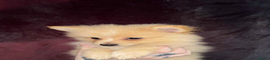 Pomeranian Puppy 3