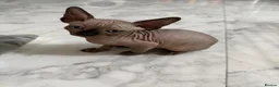 Sphynx cats for sale: Sphynx canadian kittens ready niw  - Advert 12