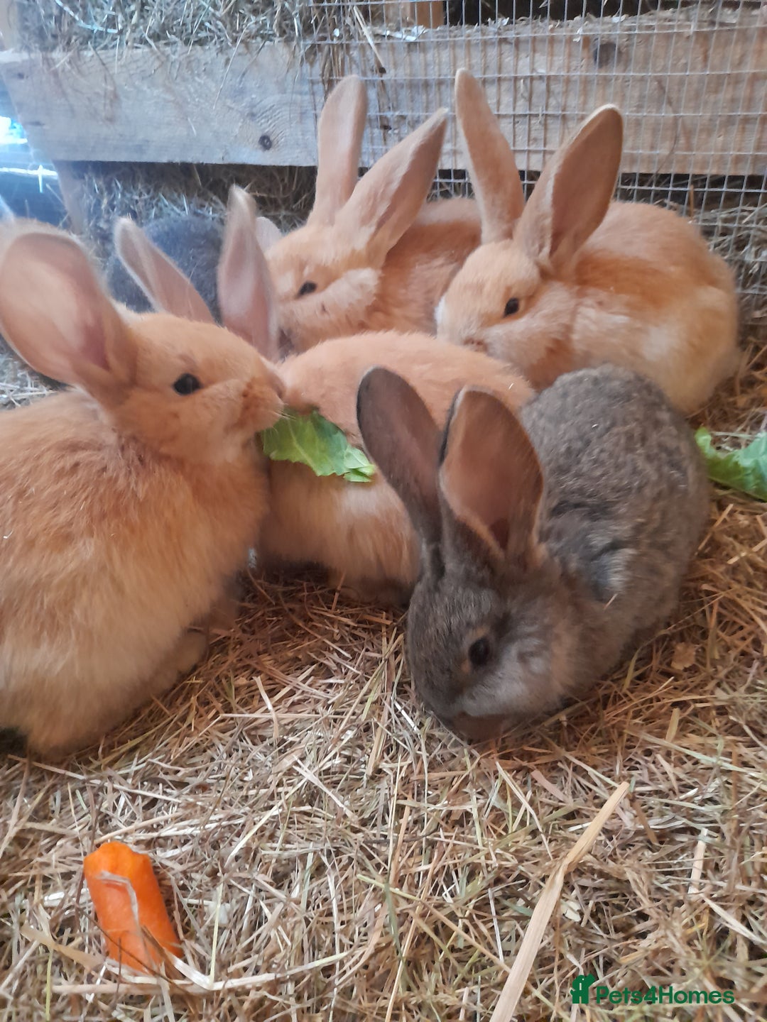 Continental Giant rabbits for sale: Beautiful Pure Continental Giant Babies - Advert 1