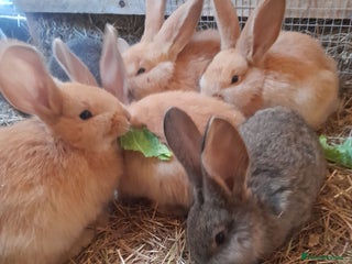 Continental Giant rabbits Beautiful Pure Continental Giant Babies - Advert 1