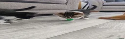 Mixed Breed cats for sale: 4 adorable kittens  - Advert 11