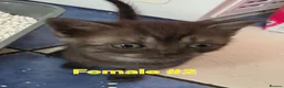 Mixed Breed cats for sale: Mixed breed kittens from British Shorthair mother - Advert 5